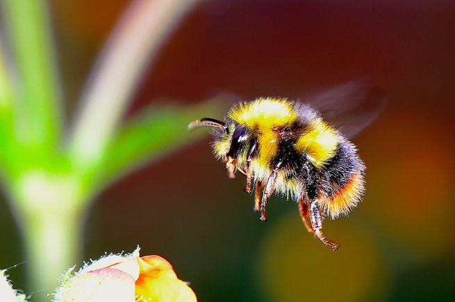 Small Wings, Big Impact: The Buzz around Sustainable Thinking