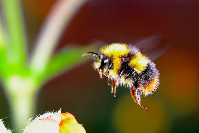 Small Wings, Big Impact: The Buzz around Sustainable Thinking