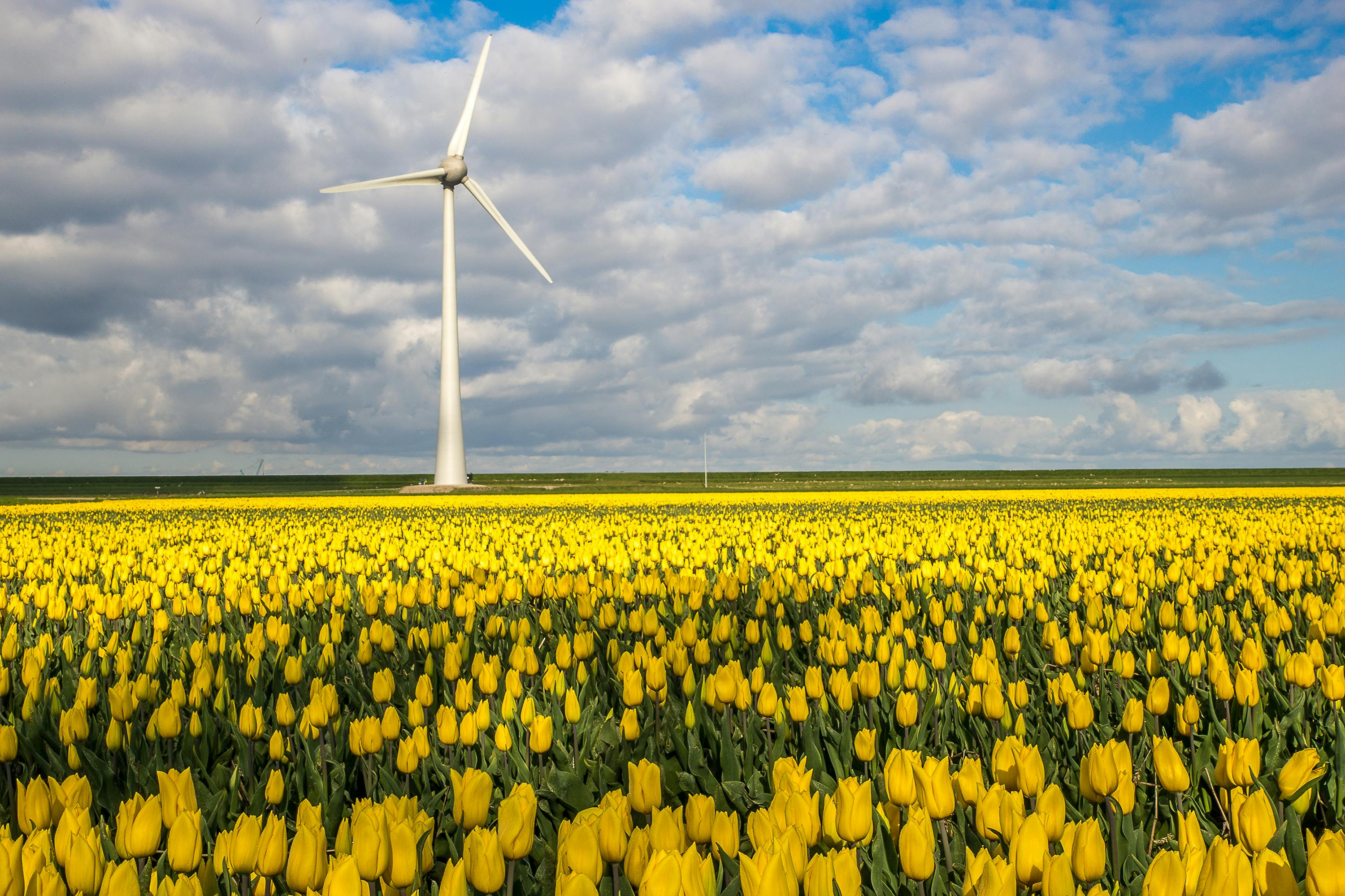 Thinking About Renewable Energy? Here’s Why Spring Makes Sense